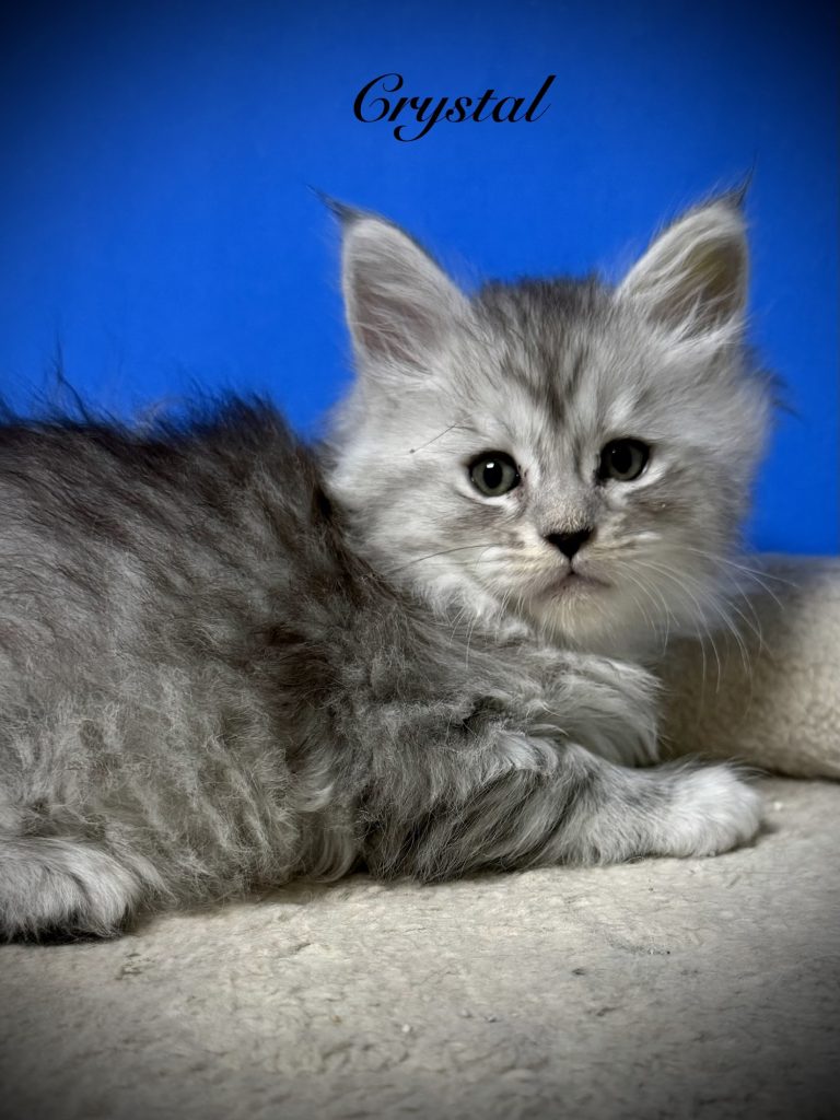 Crystal a beautiful black silver tabby Maine Coon kitten