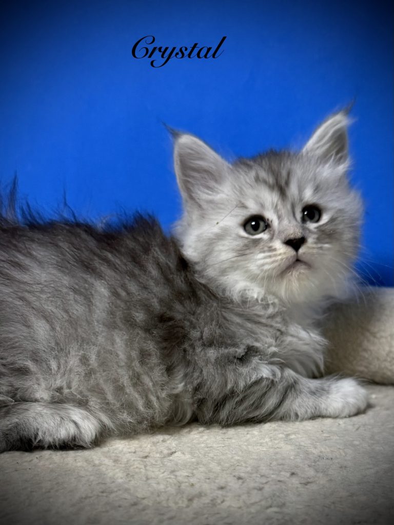 Crystal a beautiful black silver tabby Maine Coon kitten with a blue background