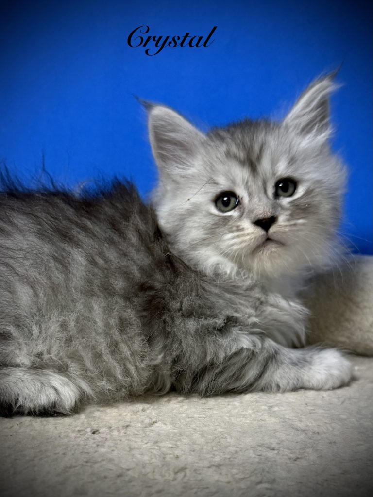 Crystal a beautiful black silver tabby Maine Coon kitten with very fluffy coat