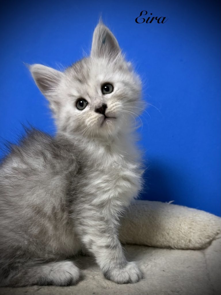 Pale black silver Maine Coon kitten in a blue background