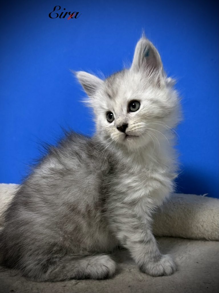 Pale black silver Maine Coon kitten in a blue background posing for us