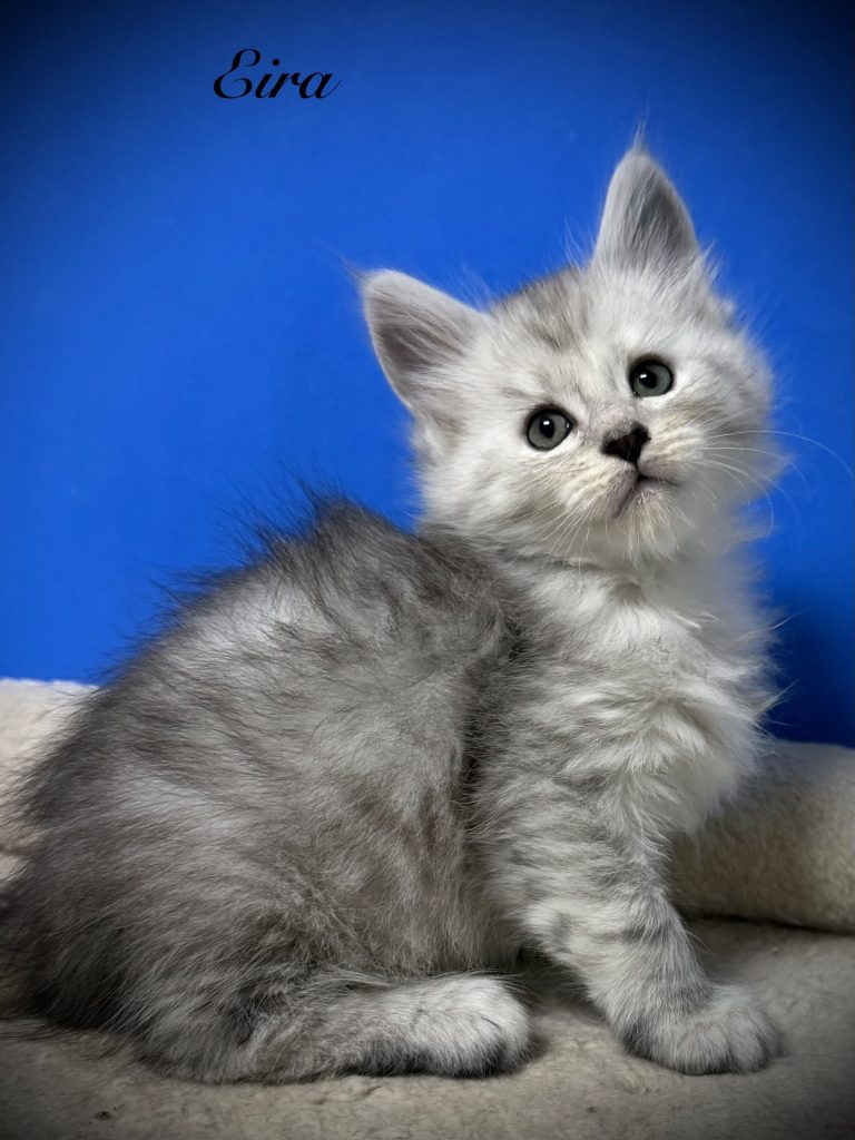 Pale black silver Maine Coon kitten in a blue background setting pretty