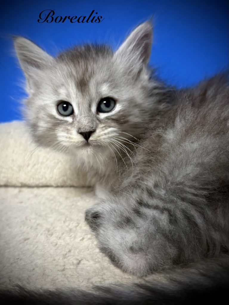 Black silver Maine Coon kitten with beautiful face