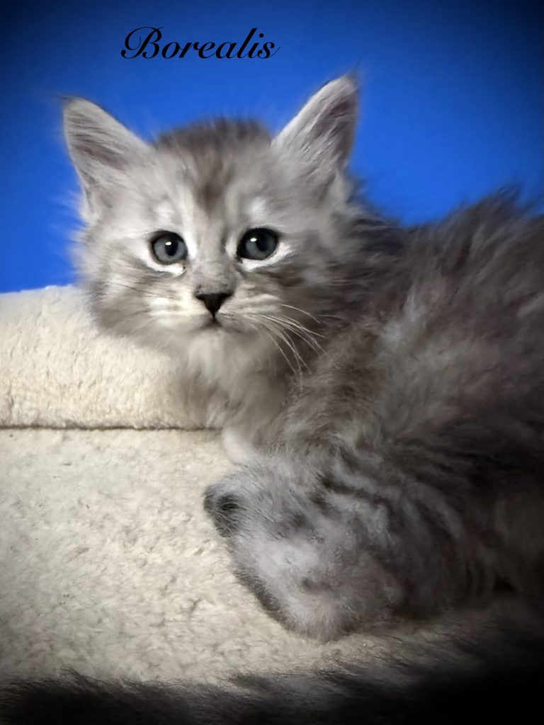 Black silver Maine Coon kitten looking at the camera