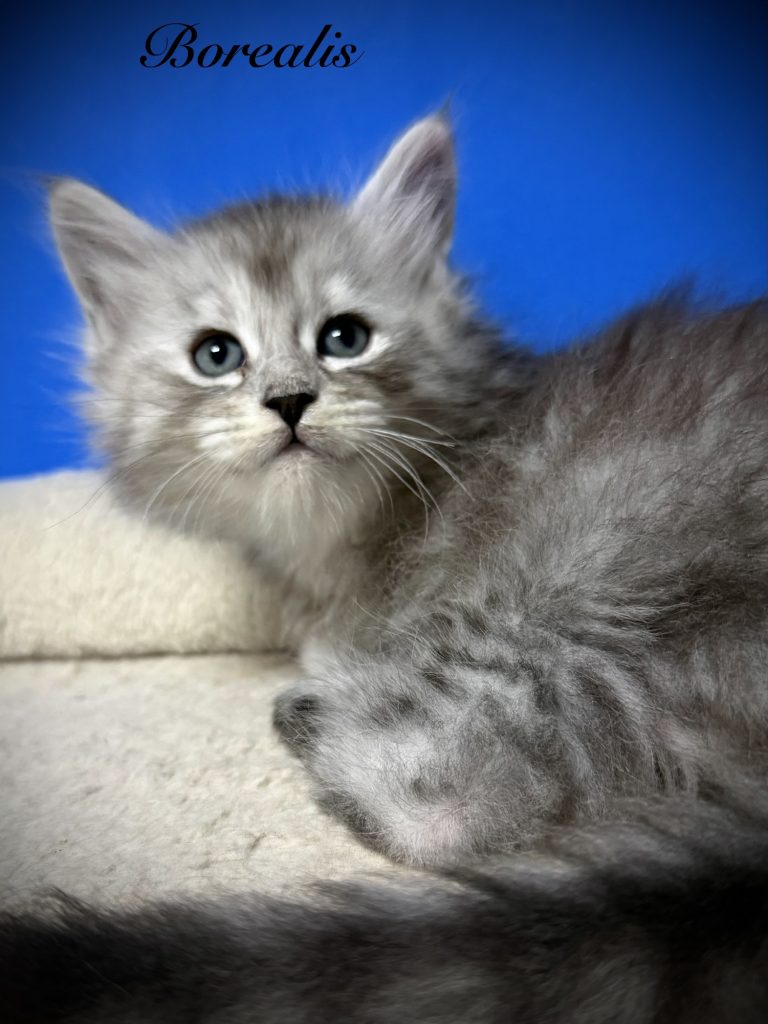 Black silver Maine Coon kitten with a blue background