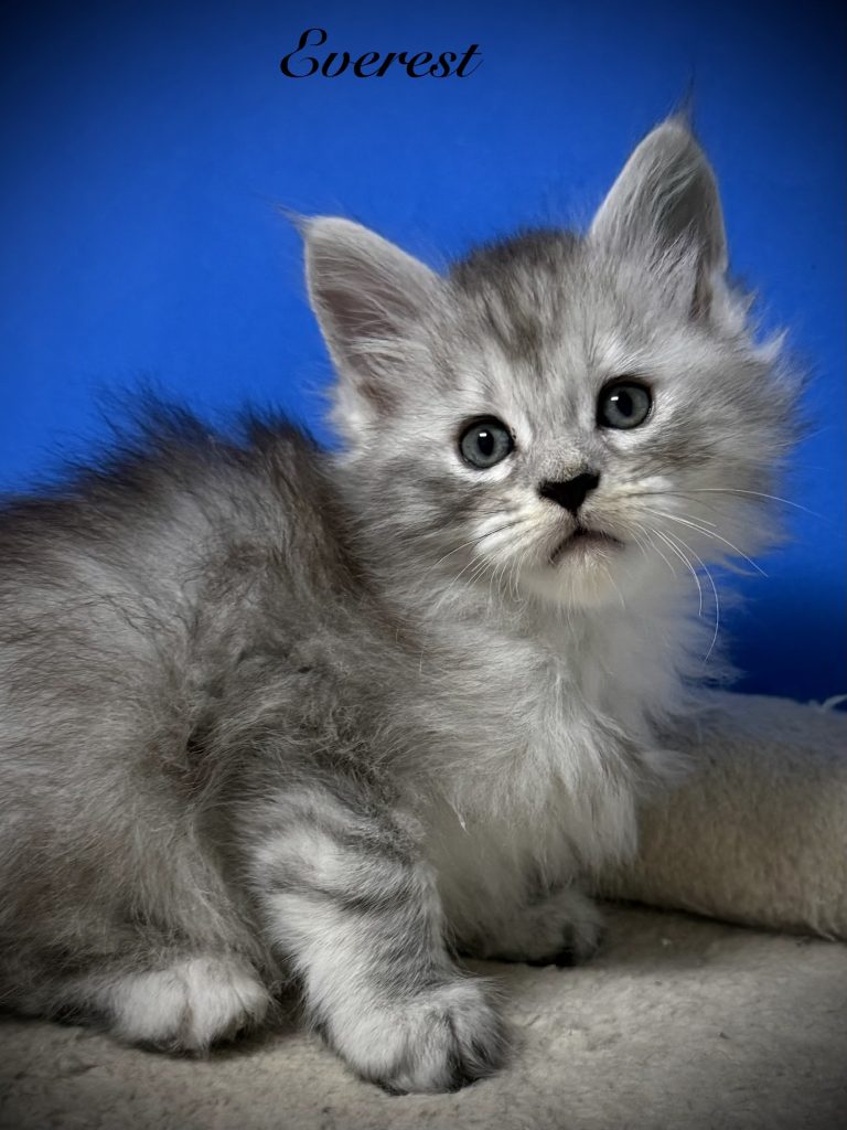 Black silver Maine Coon kitten with a blue background