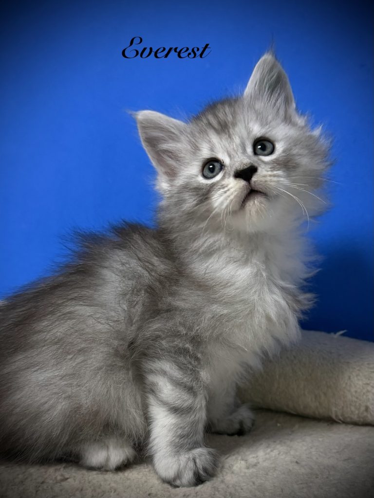 Black silver Maine Coon kitten looking up