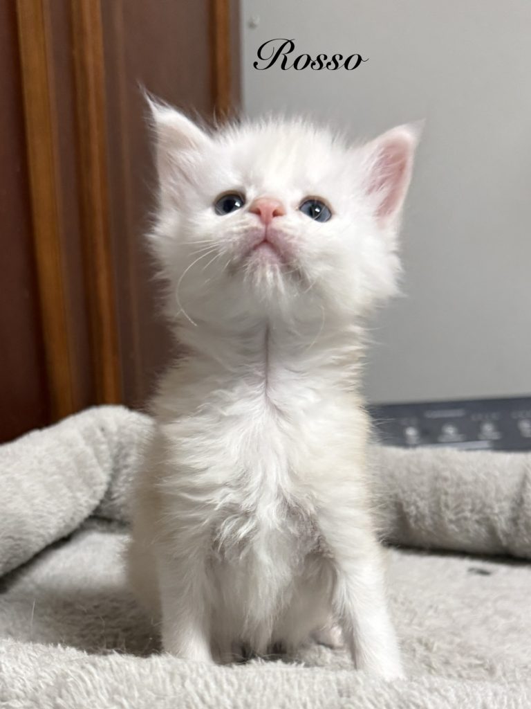 Shade red silver Maine Coon kitten being very proud