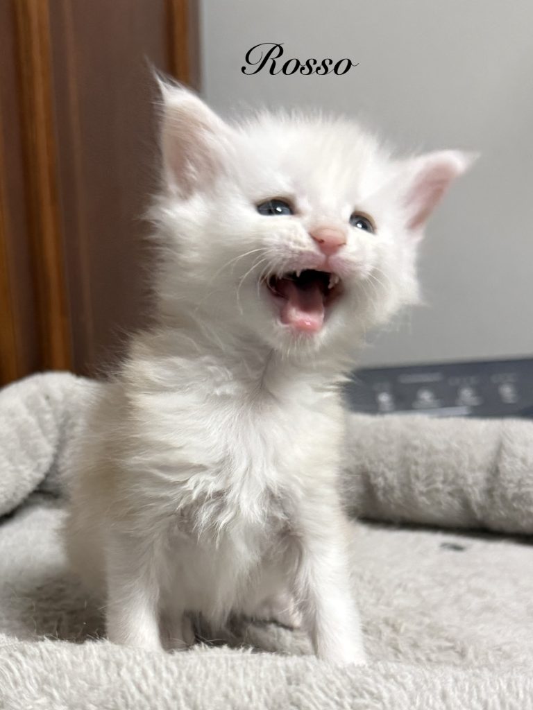Shade red silver Maine Coon kitten lyelling at the camera