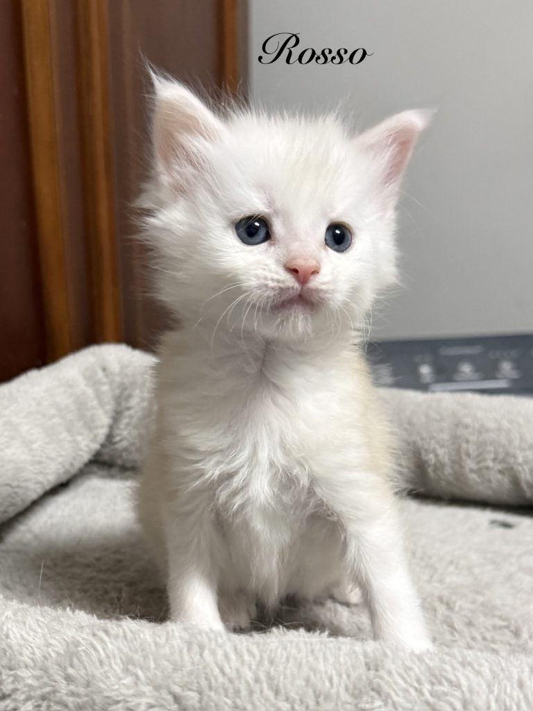 Shade red silver Maine Coon kitten looking all pretty