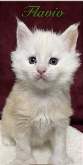 Shade red silver Maine Coon kitten looking very serious
