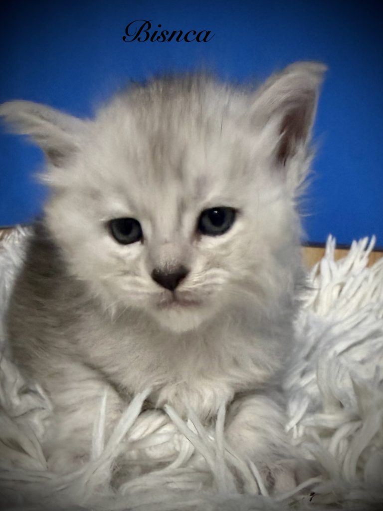 Pale black silver Maine Coon kitten with a very sweet face