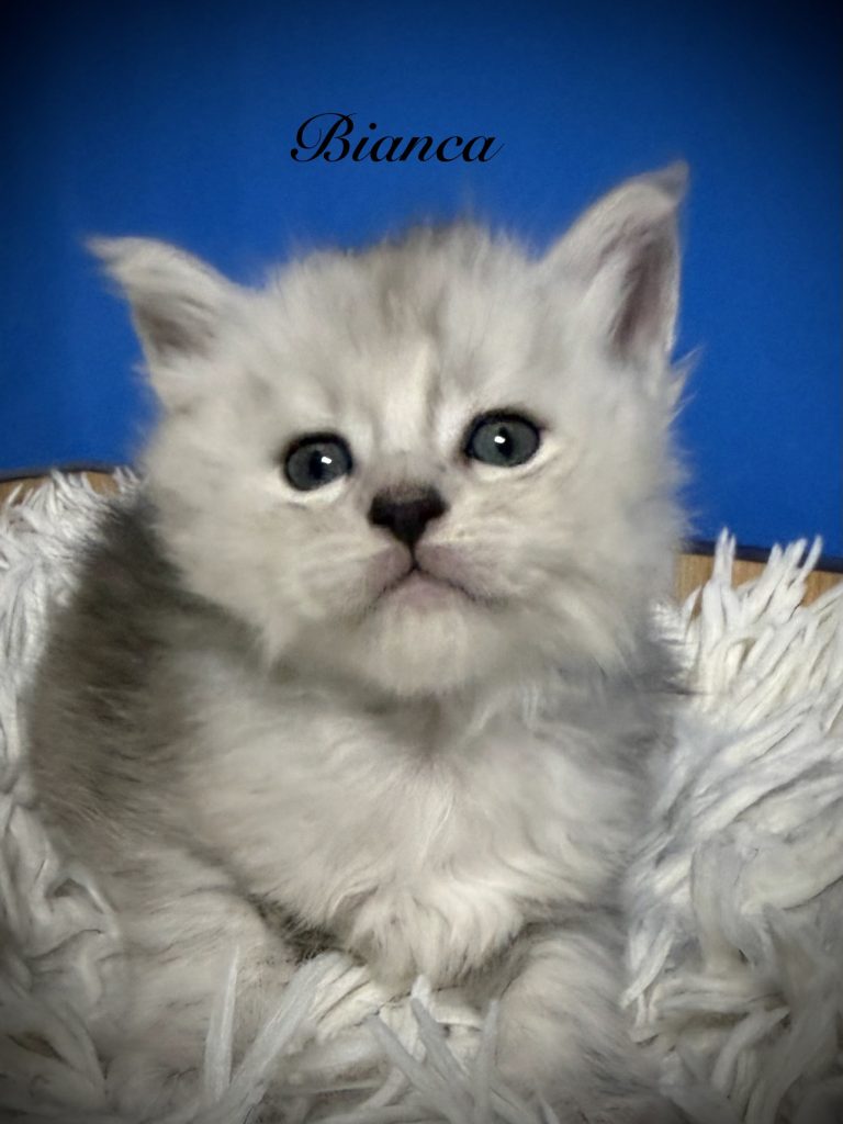 Pale black silver Maine Coon kitten with a blue background