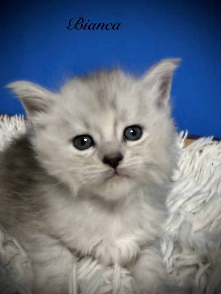 Pale black silver Maine Coon kitten with being all curious about the camera
