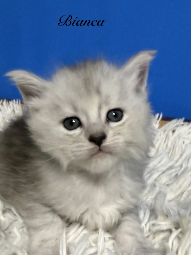 Pale black silver female with a blue background