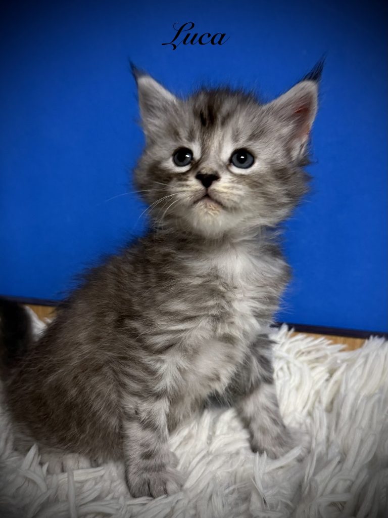 Black silver Maine Coon tabby kitten being very confident
