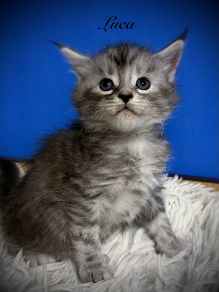 Black silver Maine Coon tabby kitten in a blue back ground