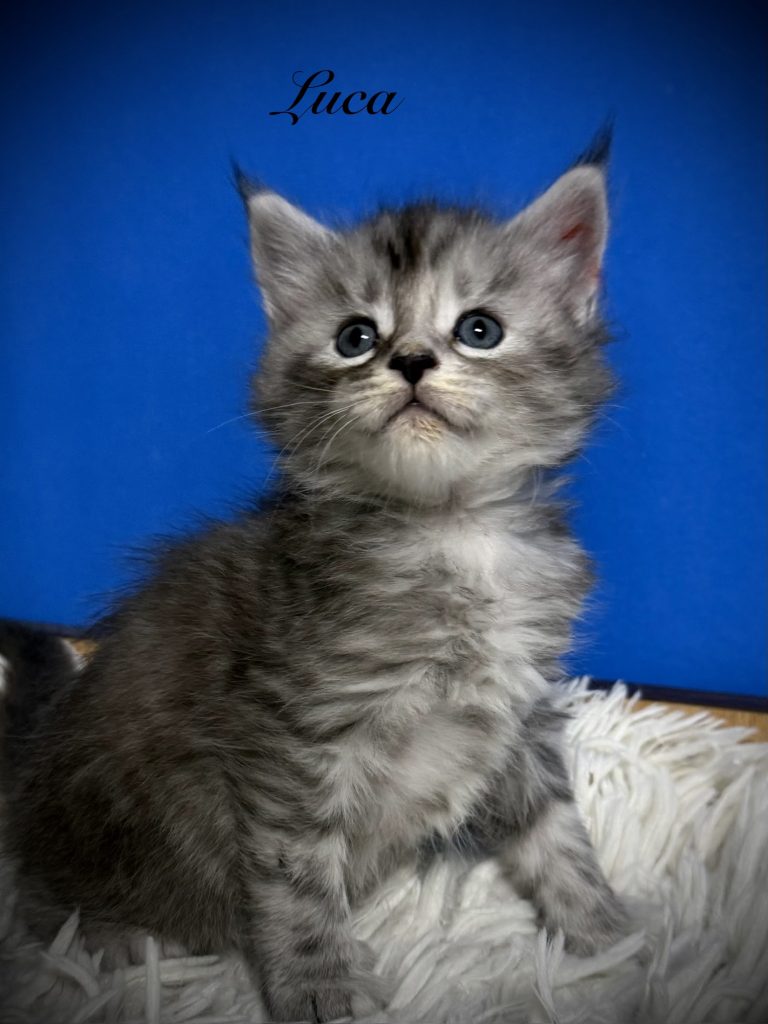 Black silver Maine Coon tabby kitten setting proud