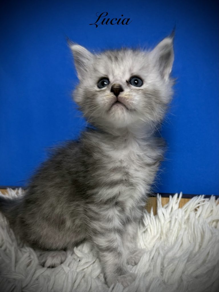 Pale black silver Maine Coon kitten setting so proud of her self