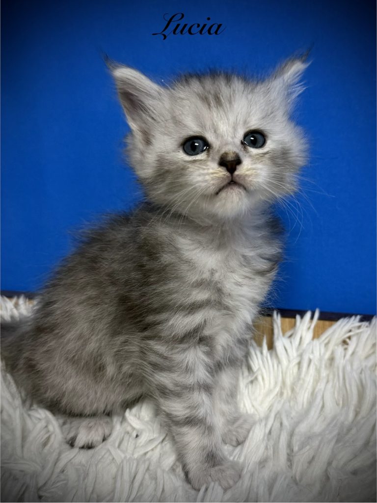 Pale black silver Maine Coon kitten in a blue background
