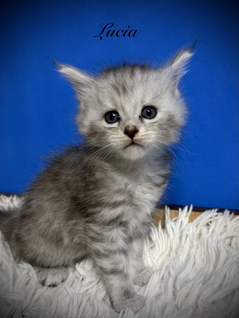Pale black silver Maine Coon kitten in a blue background and laying on a white bed