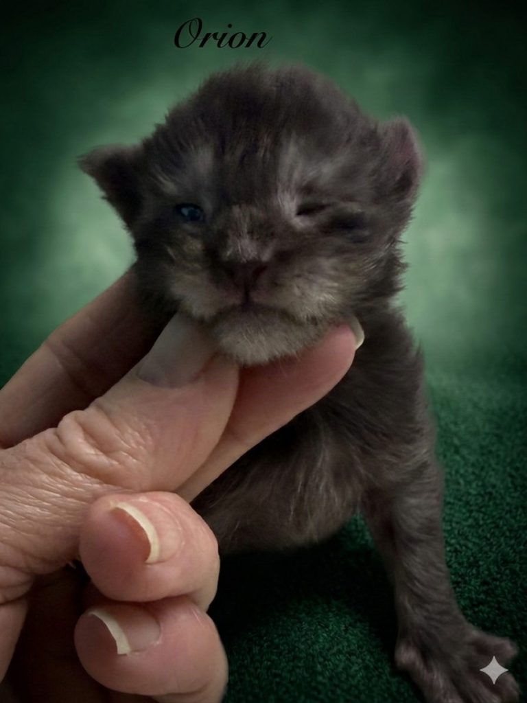 Black smoke Maine Coon male with his eyes almost open