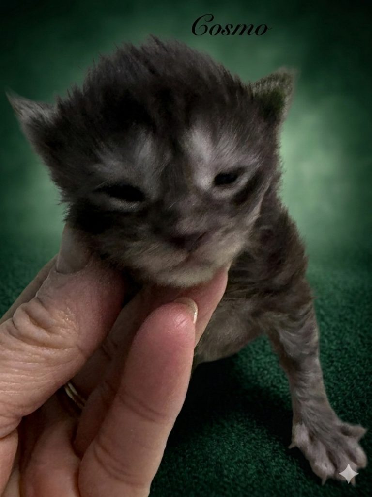Black smoke male Maine Coon kitten in a dark green background