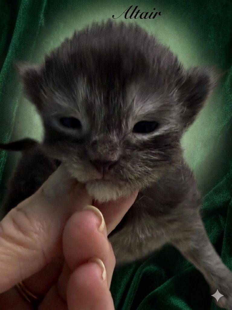 Black smoke Maine Coon kitten 10 days old