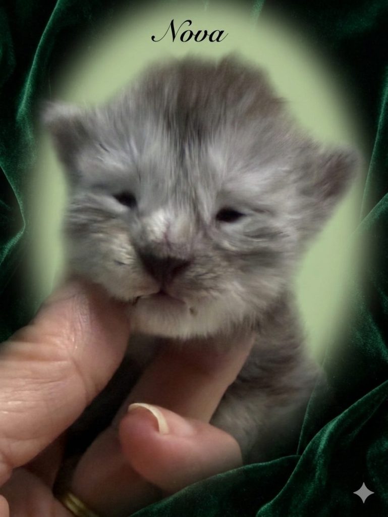 Black smoke female Maine Coon kitten