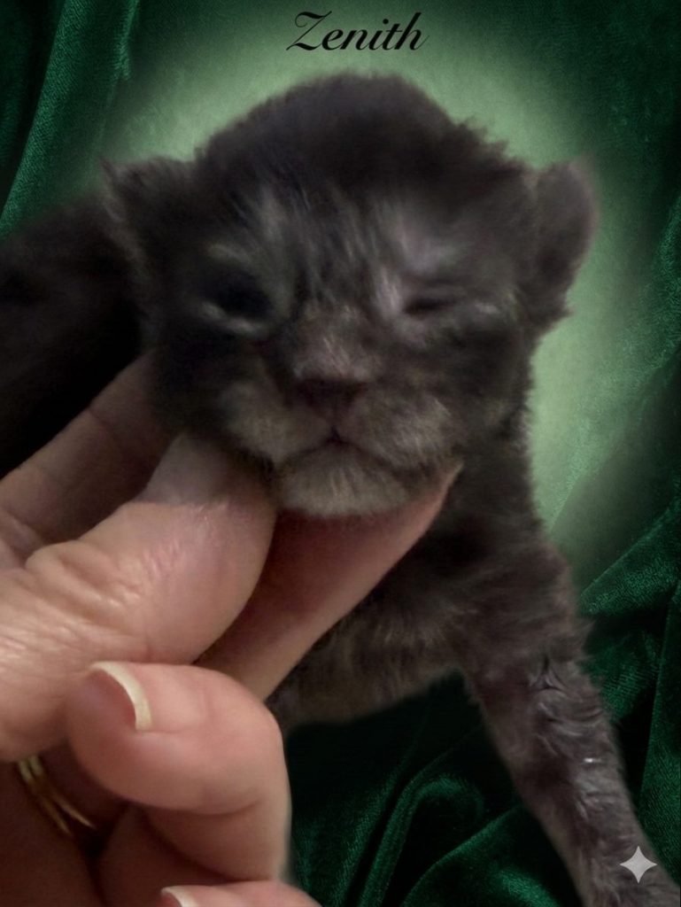 Black smoke male Maine Coon Kitten with very cute face