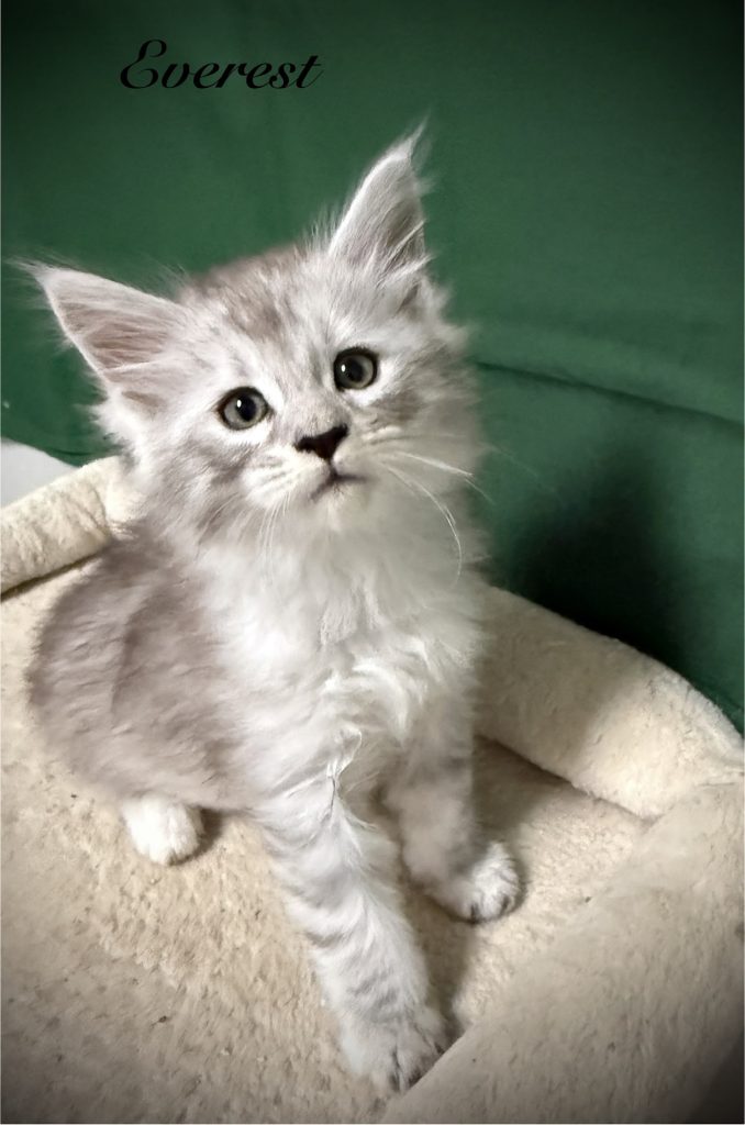 Pale black silver Maine Coon male with a dark green background