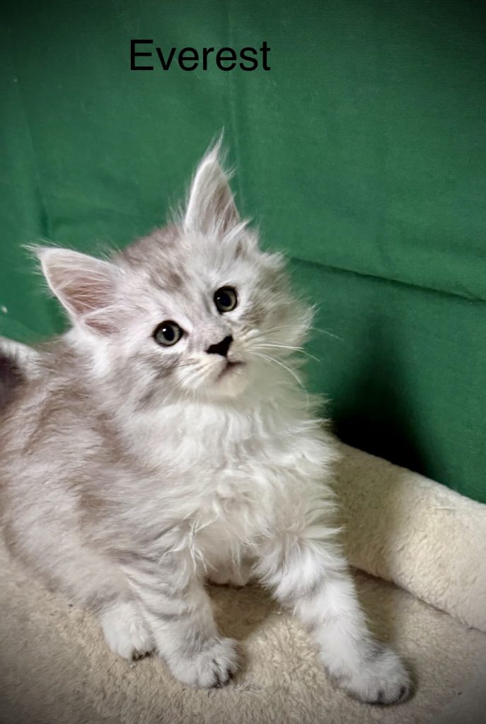 Pale black silver Maine Coon male with very sweet face