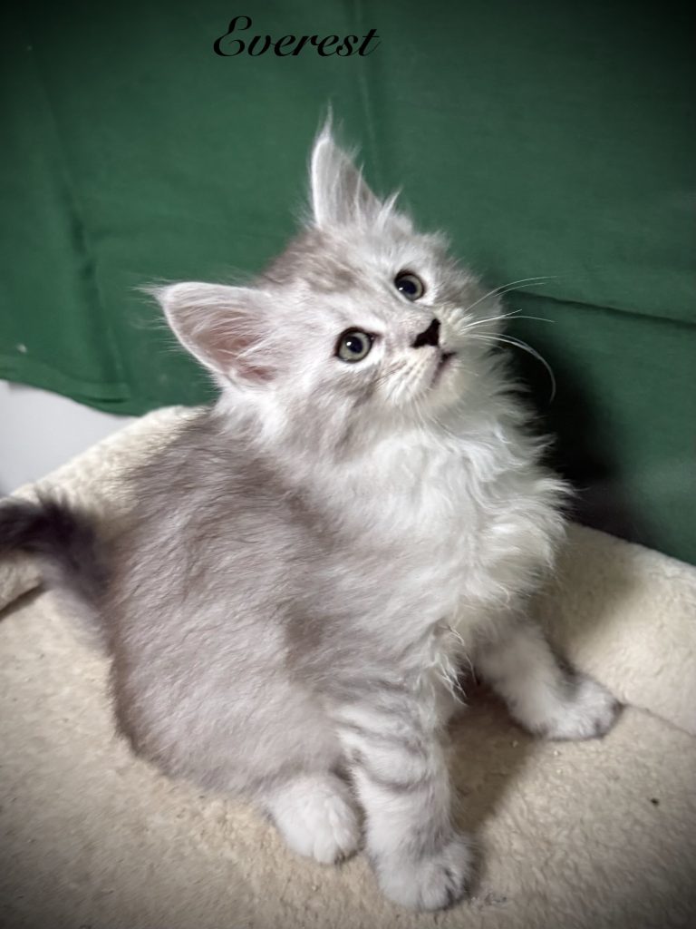 Pale black silver Maine Coon male setting pretty for the camera