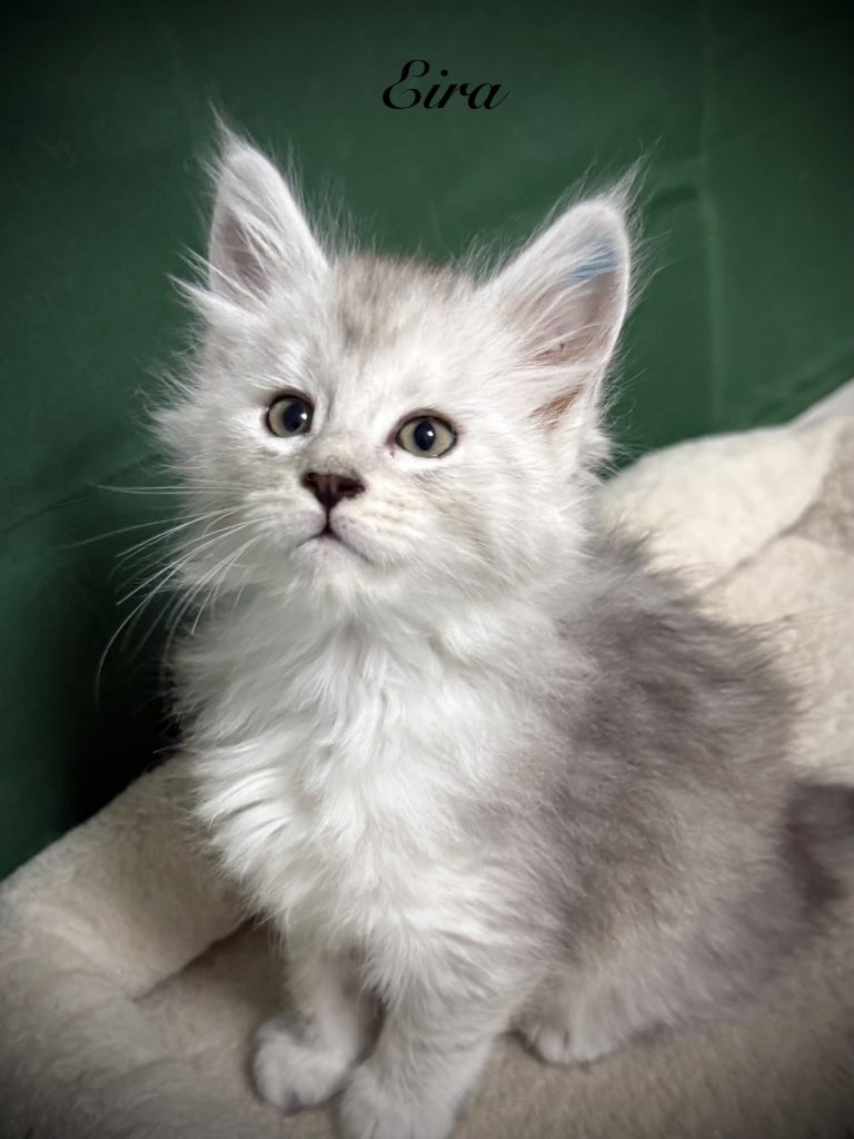 Pale black silver Maine Coon female setting on a cat tree
