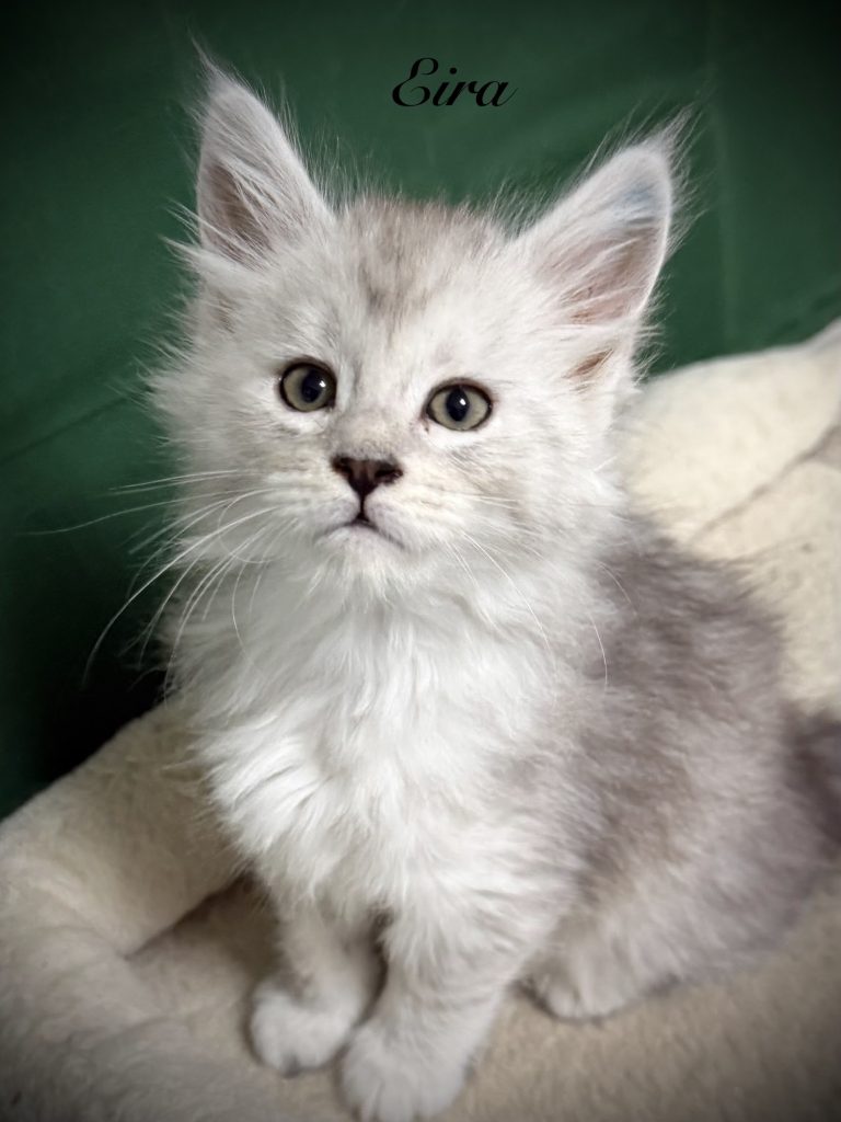 Pale black silver Maine Coon female with lots of silver coat