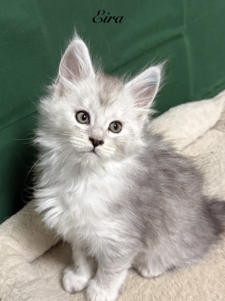 Pale black silver Maine Coon female with her head tilted to her side