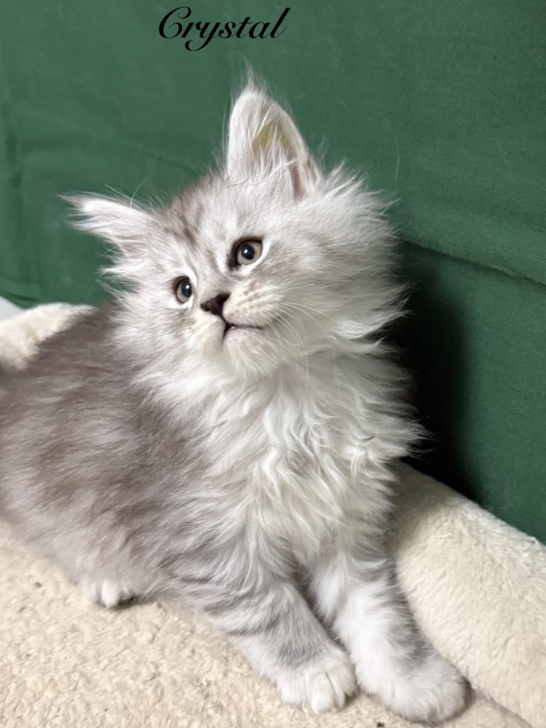 Pale black silver Maine Coon female with verry silver coat