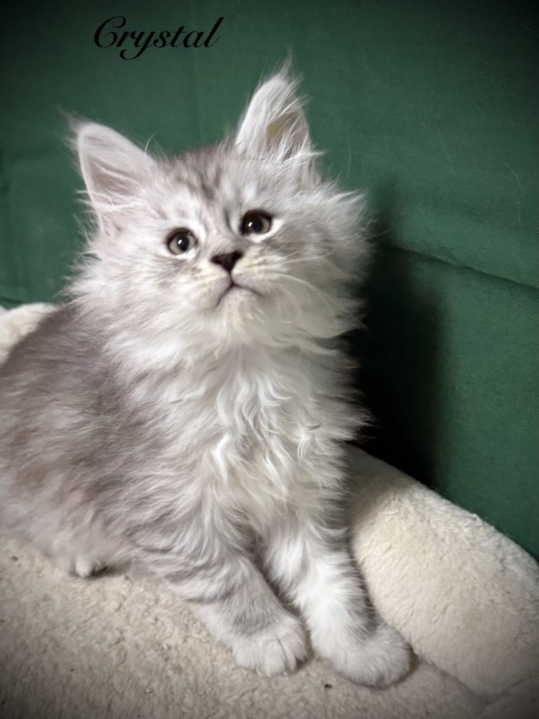 Pale black silver Maine Coon female setting pretty on her cat tree