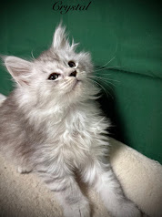 Pale black silver Maine Coon female with very silver mane