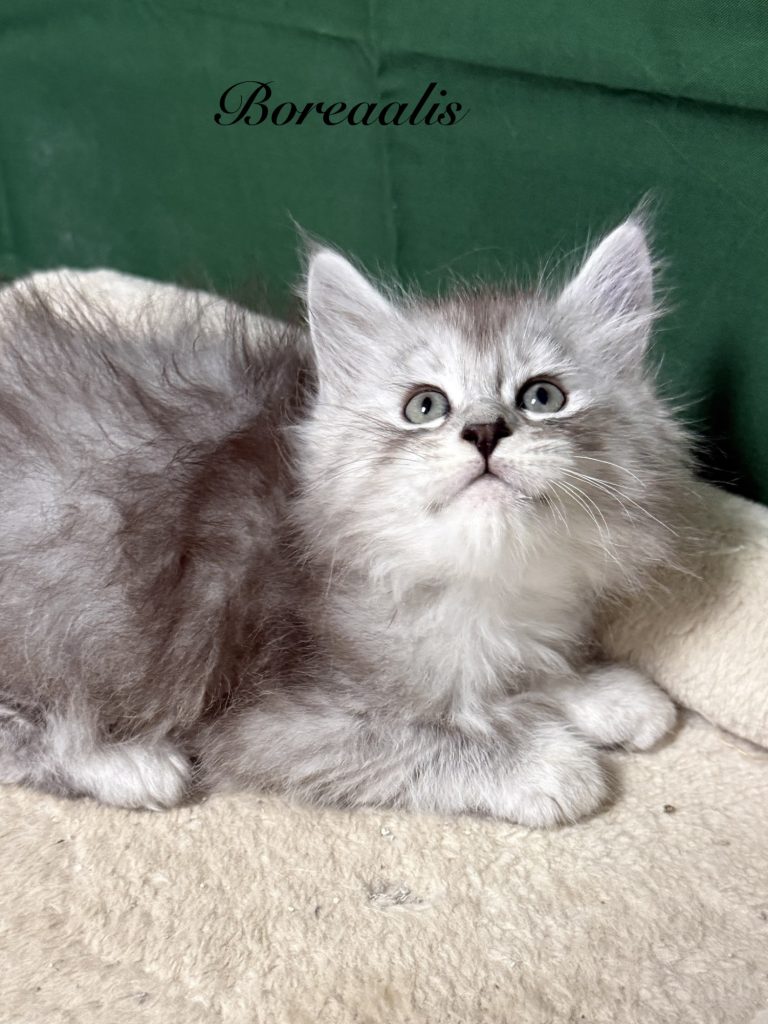 Pale black silver Maine Coon Male looking up