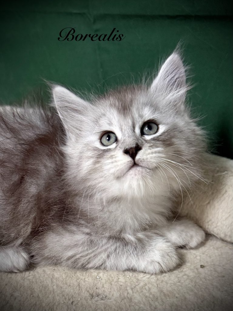 Pale black silver Maine Coon kitten with very fluffy coat