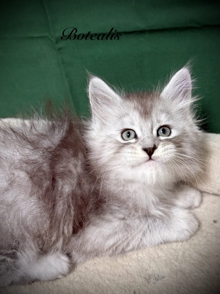 Pale black silver Maine Coon kitten with beautiful face expression