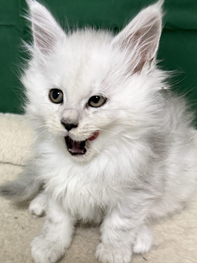 Shade black silver Maine Coon female with her mouth open