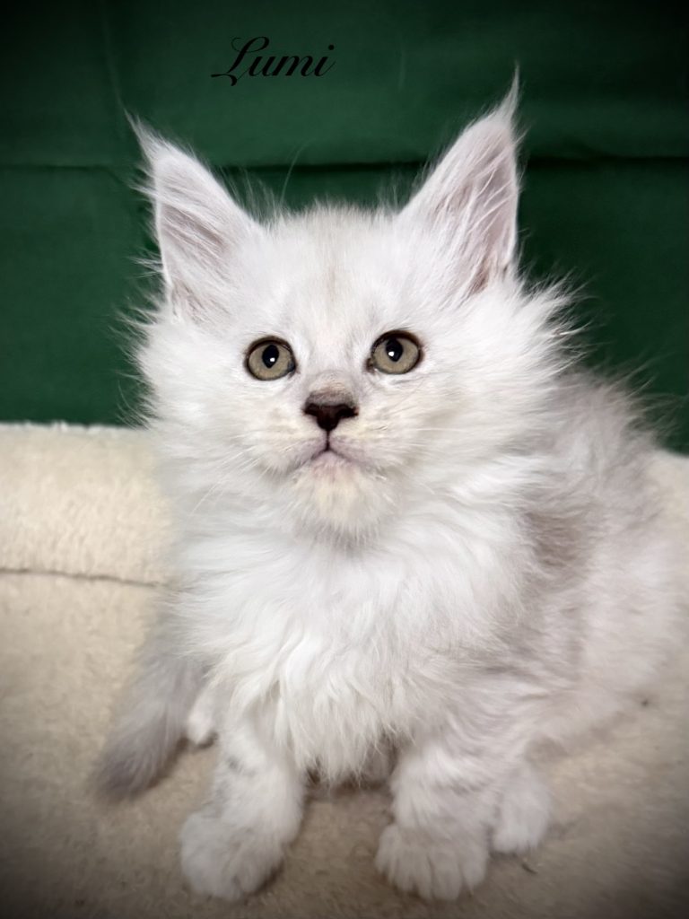 Shade black silver Maine Coon female with very thick coat