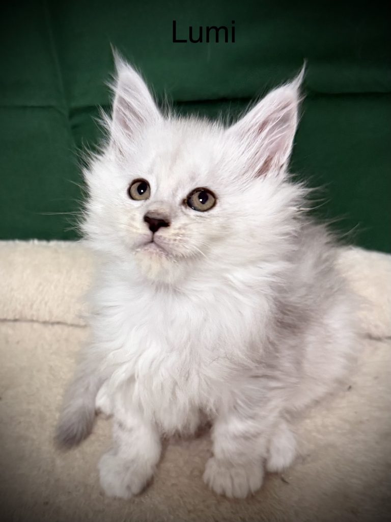 Shade black silver Maine Coon female looking right at the camera