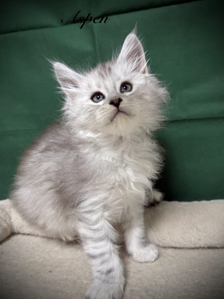 Shade black silver Maine Coon male with a dark green background