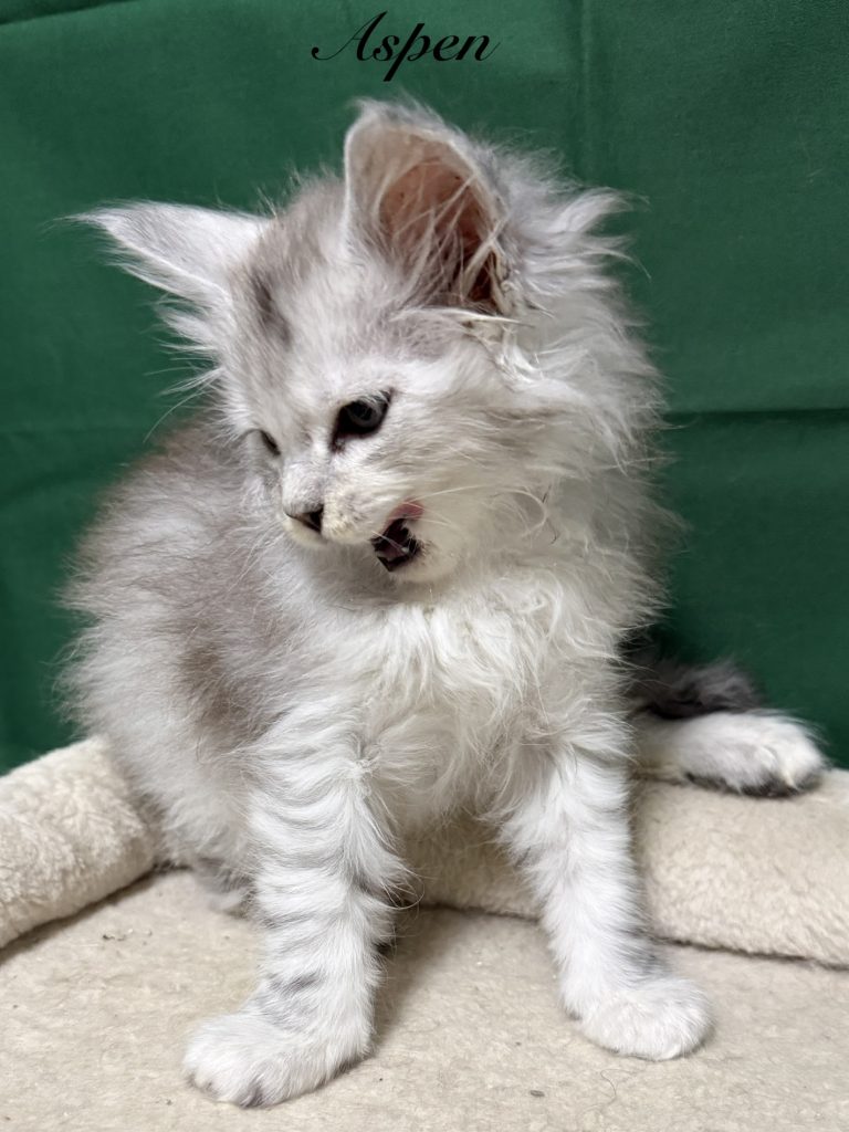 Shade black silver Maine Coon male with a dark green background and his tongue out