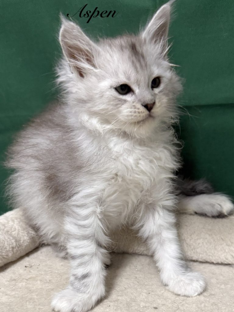 Shade black silver Maine Coon male with a great face expression