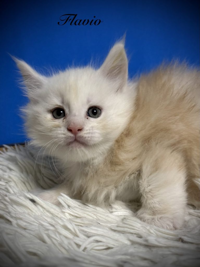 Shaded red silver Maine Coon male looking at the camera