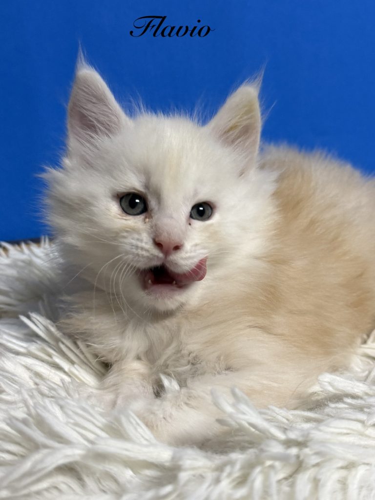 Shaded red silver Maine Coon male with his tongue out